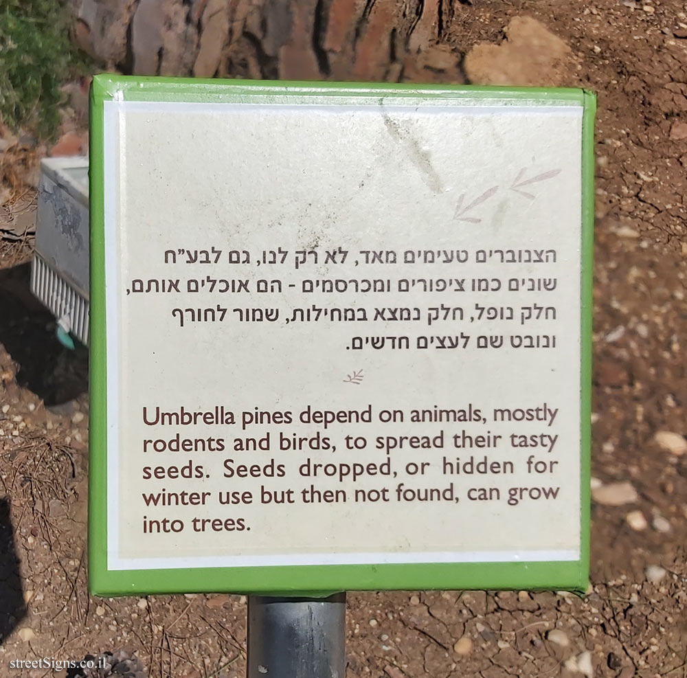 The Hebrew University of Jerusalem - Discovery Tree Walk - Umbrella Pine - The fourth face