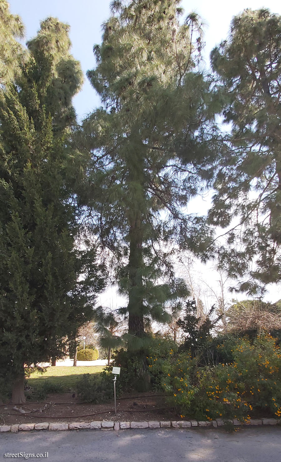 The Hebrew University of Jerusalem - Discovery Tree Walk - Canary Islands Pine - Safra Campus