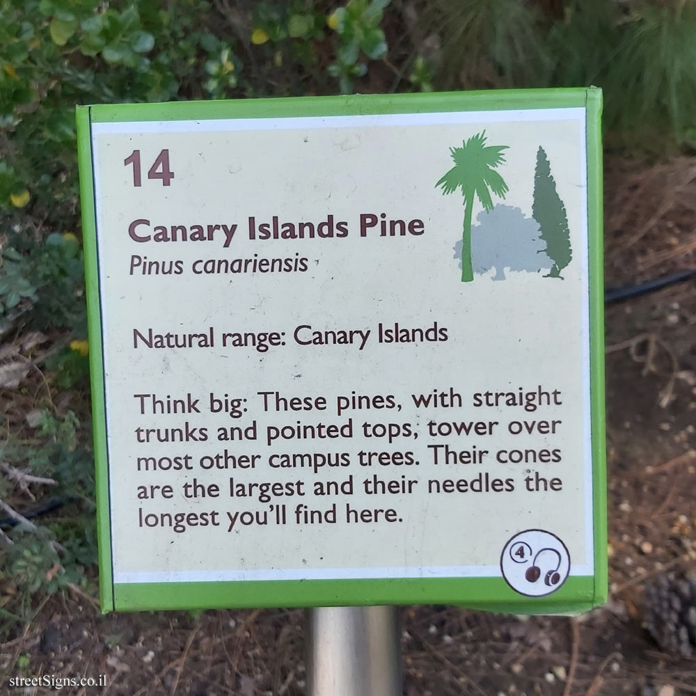 The Hebrew University of Jerusalem - Discovery Tree Walk - Canary Islands Pine - The second face