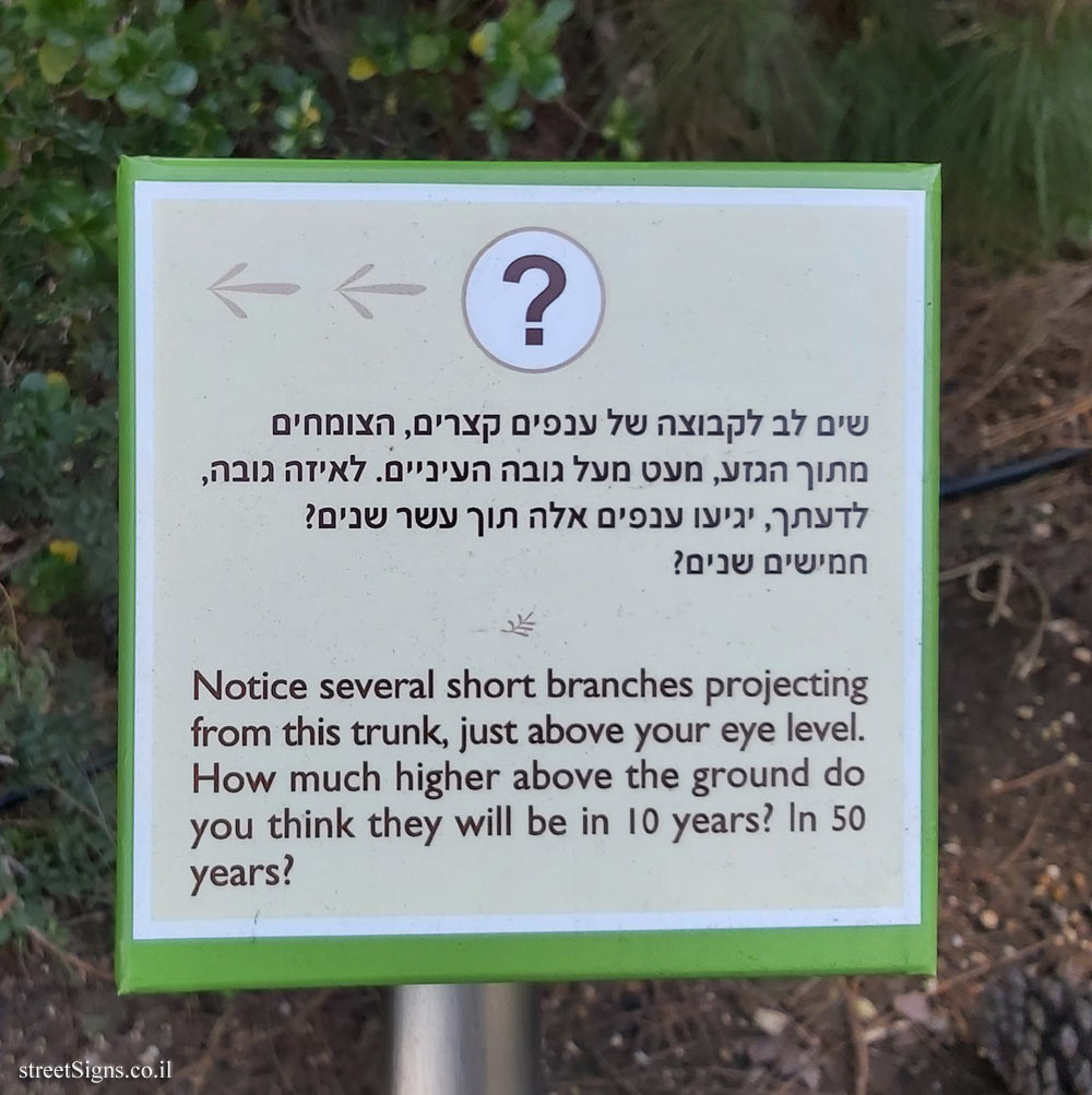 The Hebrew University of Jerusalem - Discovery Tree Walk - Canary Islands Pine - The third face