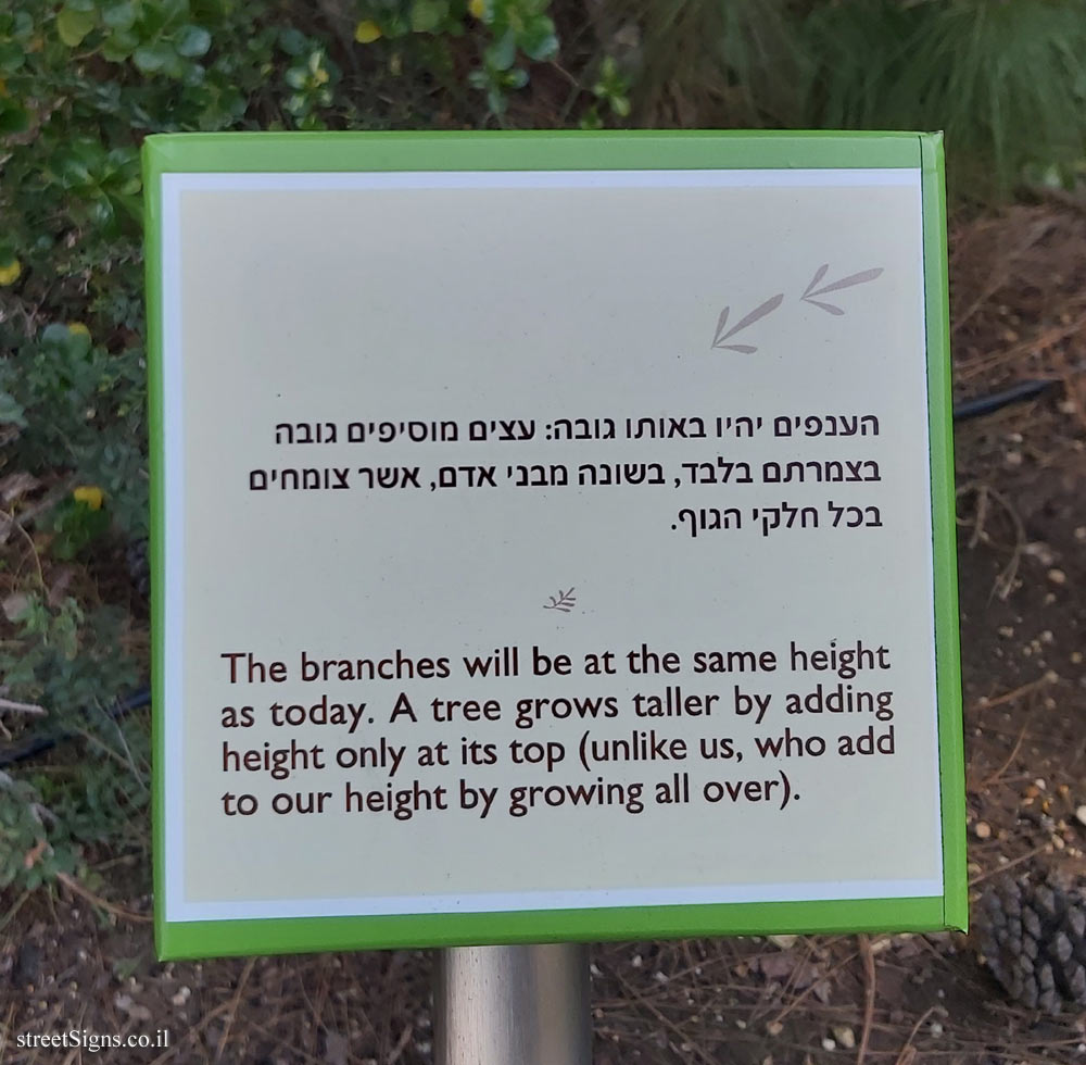 The Hebrew University of Jerusalem - Discovery Tree Walk - Canary Islands Pine - The fourth face
