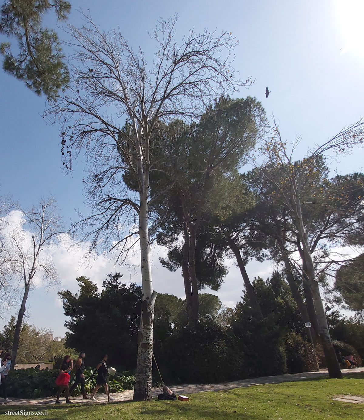 The Hebrew University of Jerusalem - Discovery Tree Walk - White Poplar - Safra Campus