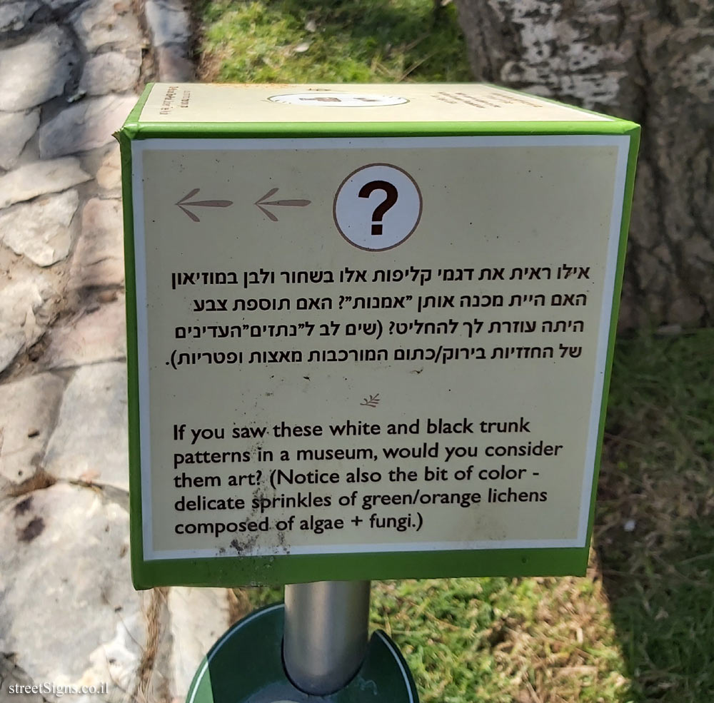 The Hebrew University of Jerusalem - Discovery Tree Walk - White Poplar - The third face