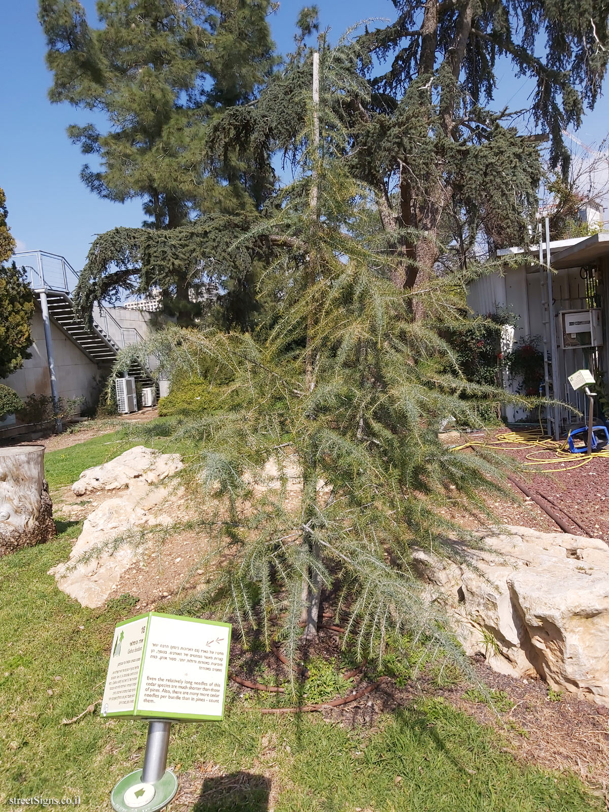The Hebrew University of Jerusalem - Discovery Tree Walk - Himalayan Cedar - Safra Campus