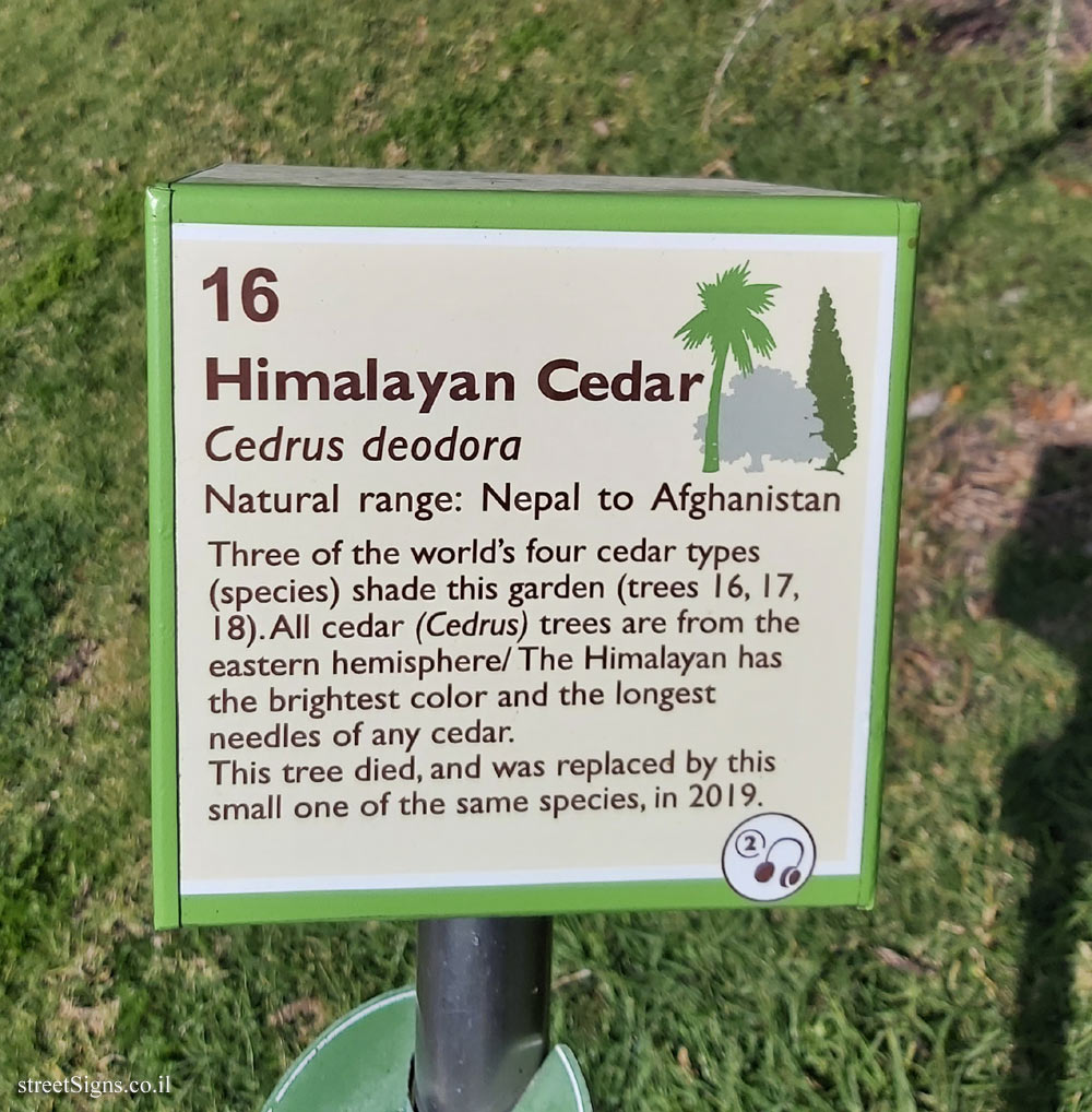 The Hebrew University of Jerusalem - Discovery Tree Walk - Himalayan Cedar - The second face