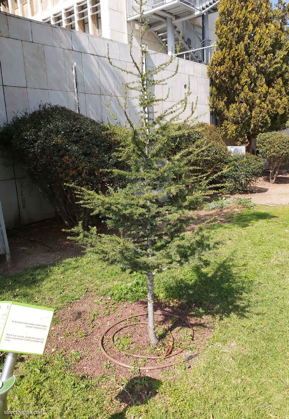 The Hebrew University of Jerusalem - Discovery Tree Walk - Cedar of Lebanon - Safra Campus