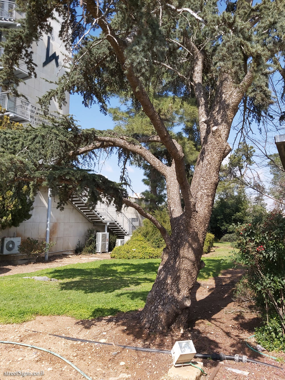 The Hebrew University of Jerusalem - Discovery Tree Walk - Atlas Cedar - Safra Campus