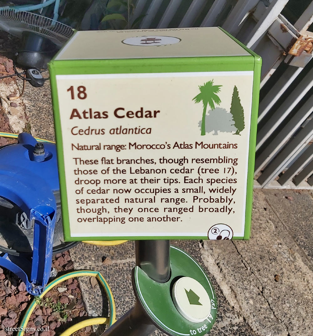 The Hebrew University of Jerusalem - Discovery Tree Walk - Atlas Cedar - The second face