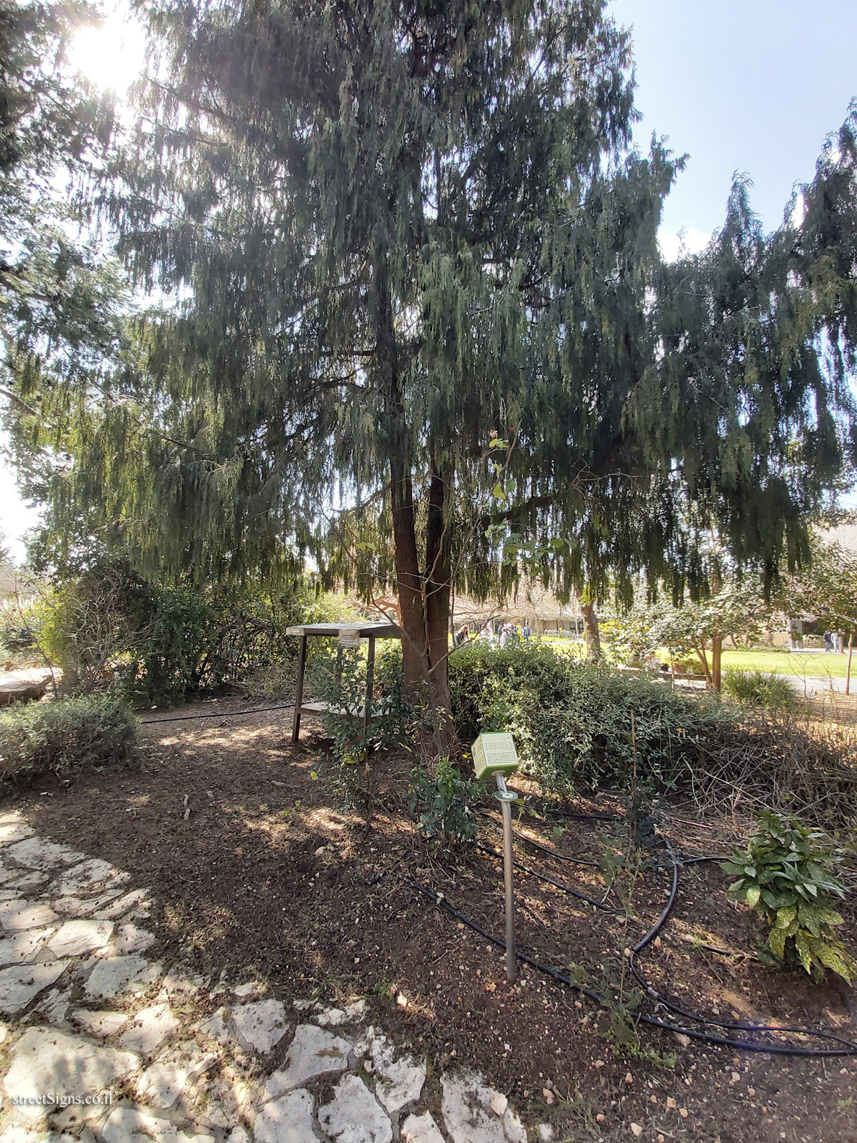 The Hebrew University of Jerusalem - Discovery Tree Walk - Weeping Cypress - Safra Campus