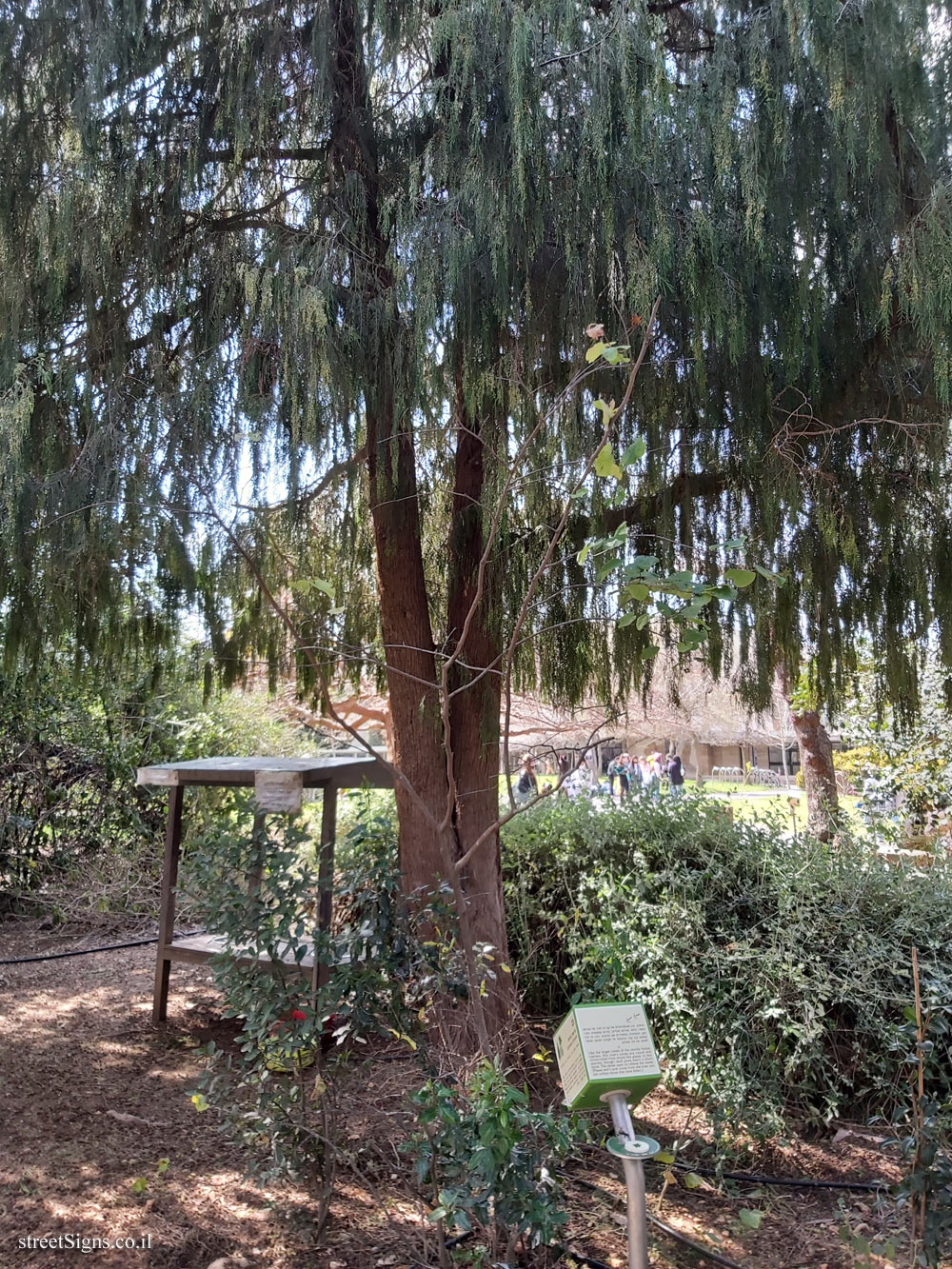 The Hebrew University of Jerusalem - Discovery Tree Walk - Weeping Cypress - Safra Campus