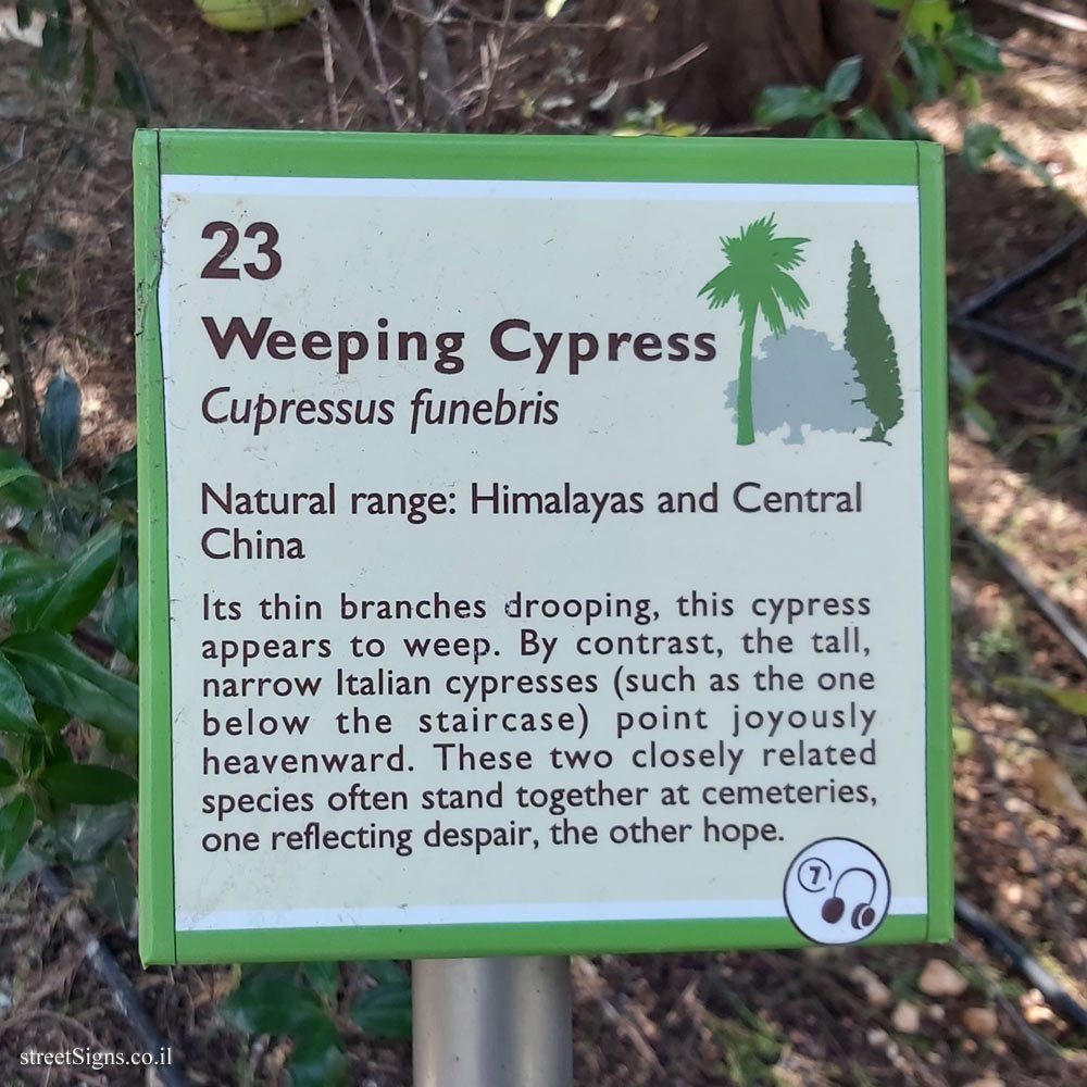 The Hebrew University of Jerusalem - Discovery Tree Walk - Weeping Cypress - The second face