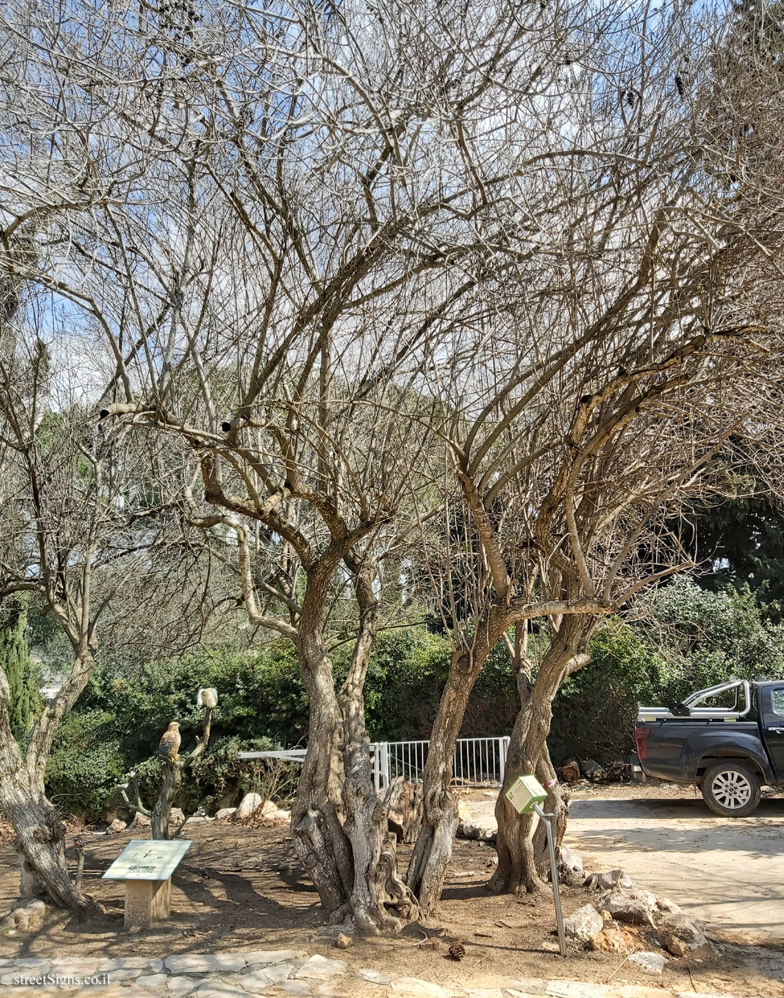 The Hebrew University of Jerusalem - Discovery Tree Walk -Chaste tree - Safra Campus