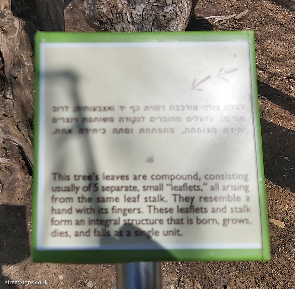 The Hebrew University of Jerusalem - Discovery Tree Walk - Chaste tree - The fourth face