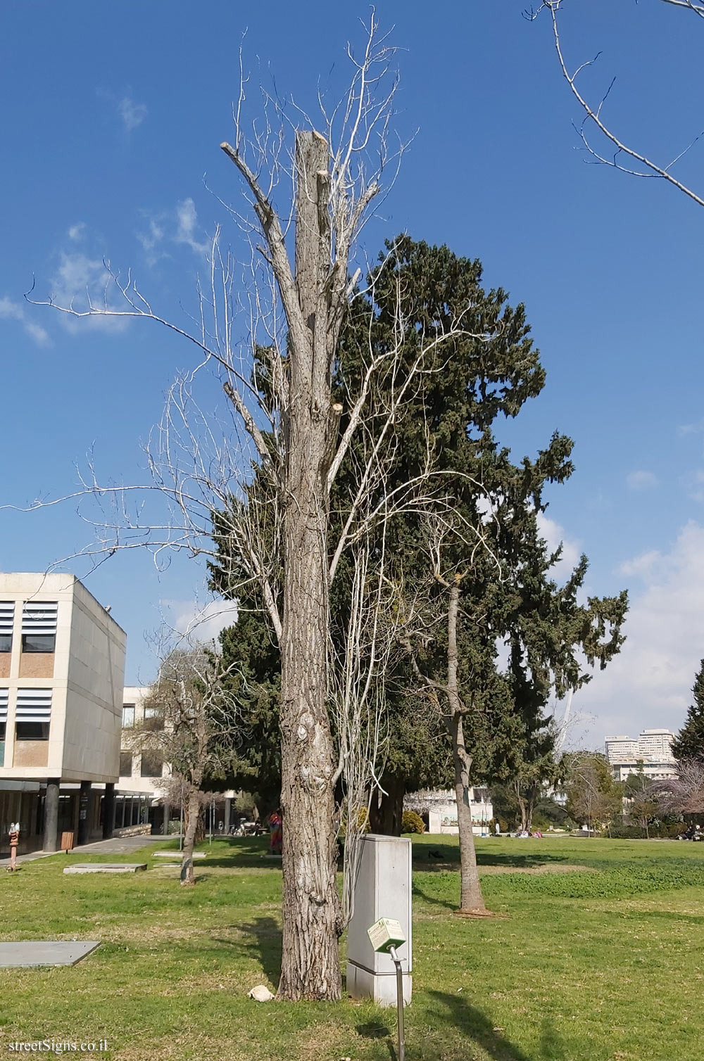 The Hebrew University of Jerusalem - Discovery Tree Walk - Black Lombardy Poplar - Safra Campus