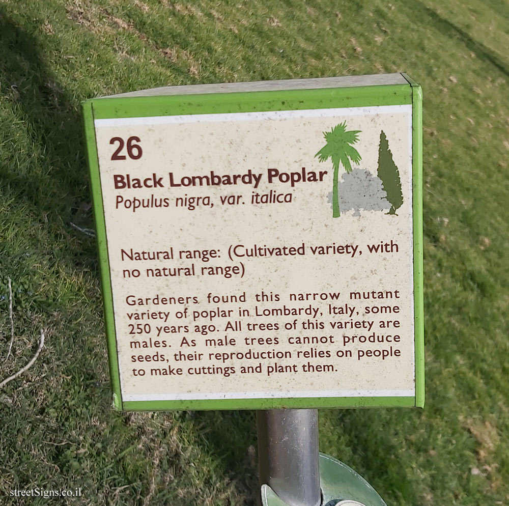 The Hebrew University of Jerusalem - Discovery Tree Walk - Black Lombardy Poplar - The second face