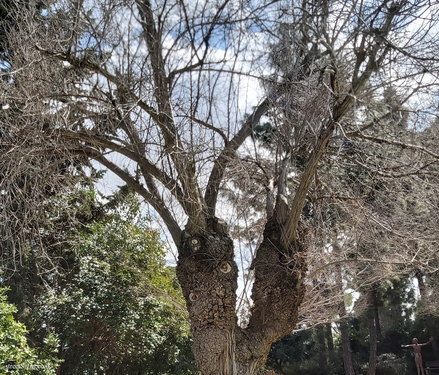 The Hebrew University of Jerusalem - Discovery Tree Walk - Siberian Elm - Safra Campus