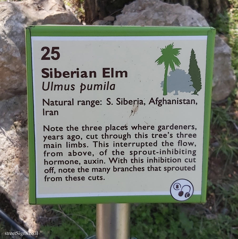 The Hebrew University of Jerusalem - Discovery Tree Walk - Siberian Elm - The second face
