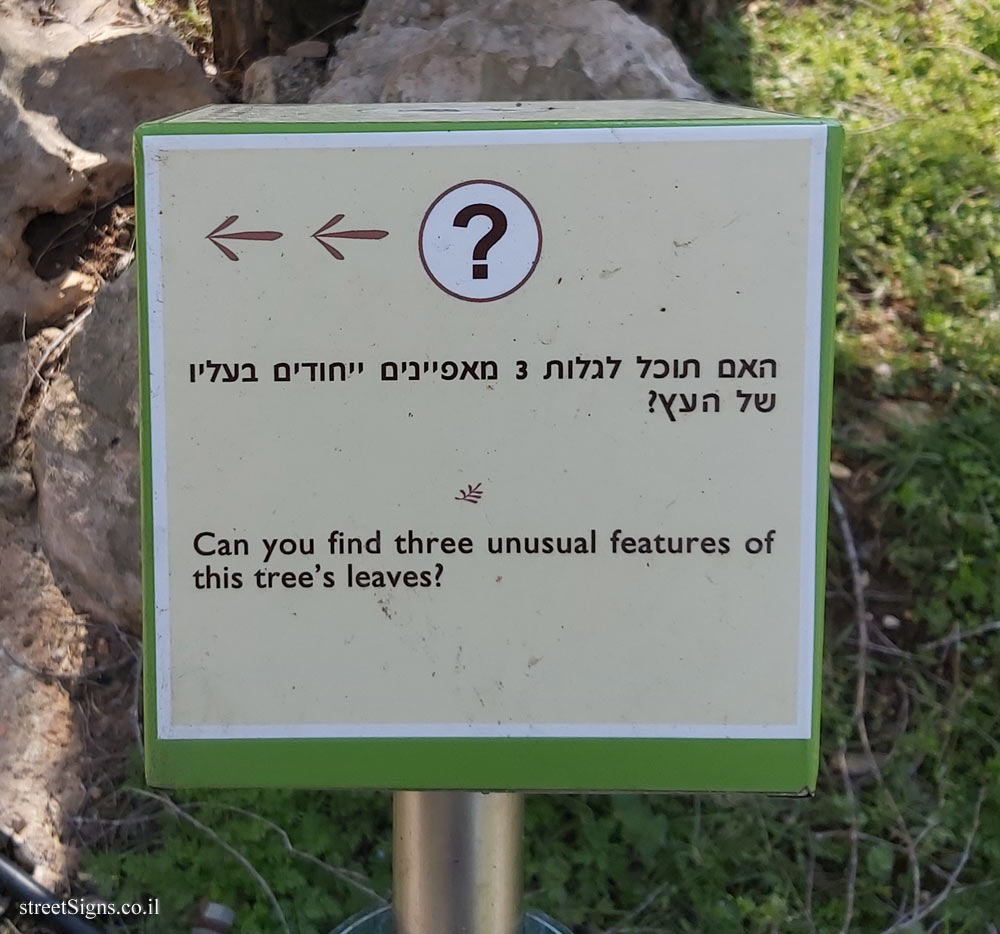 The Hebrew University of Jerusalem - Discovery Tree Walk - Siberian Elm - The third face