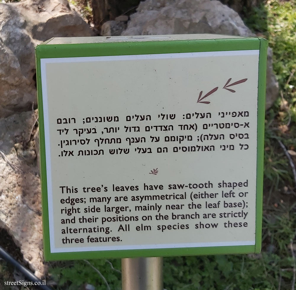 The Hebrew University of Jerusalem - Discovery Tree Walk - Siberian Elm - The fourth face