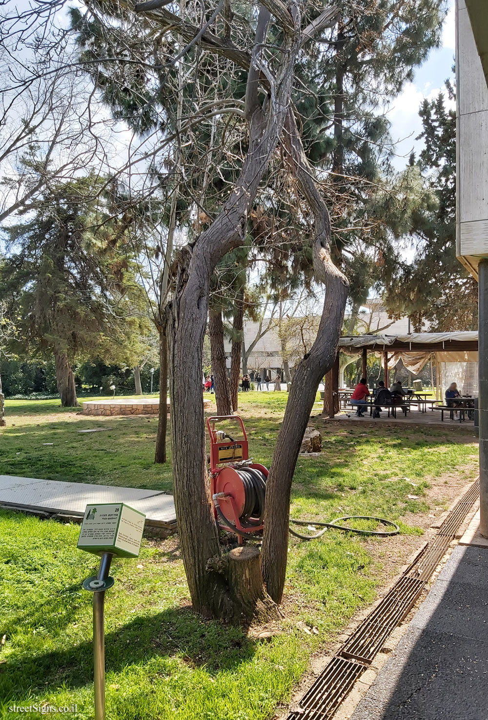 The Hebrew University of Jerusalem - Discovery Tree Walk - Chinaberry - Safra Campus