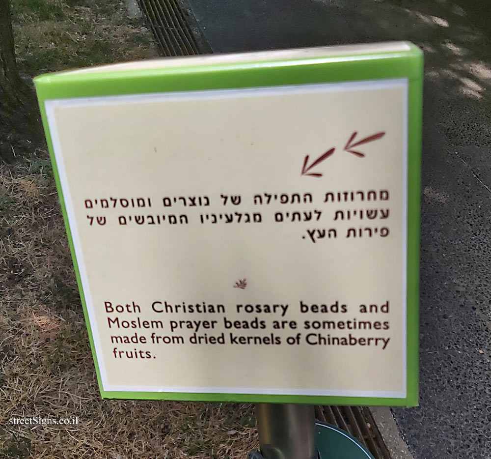 The Hebrew University of Jerusalem - Discovery Tree Walk - Chinaberry - The fourth face