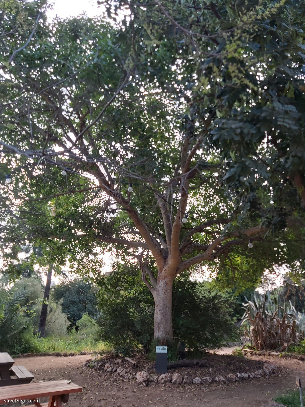 Tel Aviv - Ecological Botanical Garden - Ficus sycomorus - Herzl St 157, Tel Aviv-Yafo, Israel