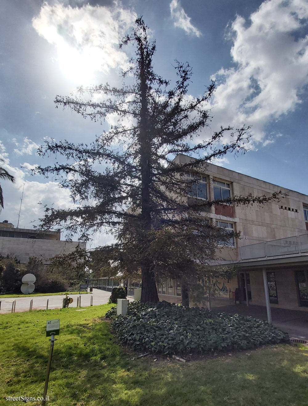 The Hebrew University of Jerusalem - Discovery Tree Walk - Coast Redwood - Safra Campus