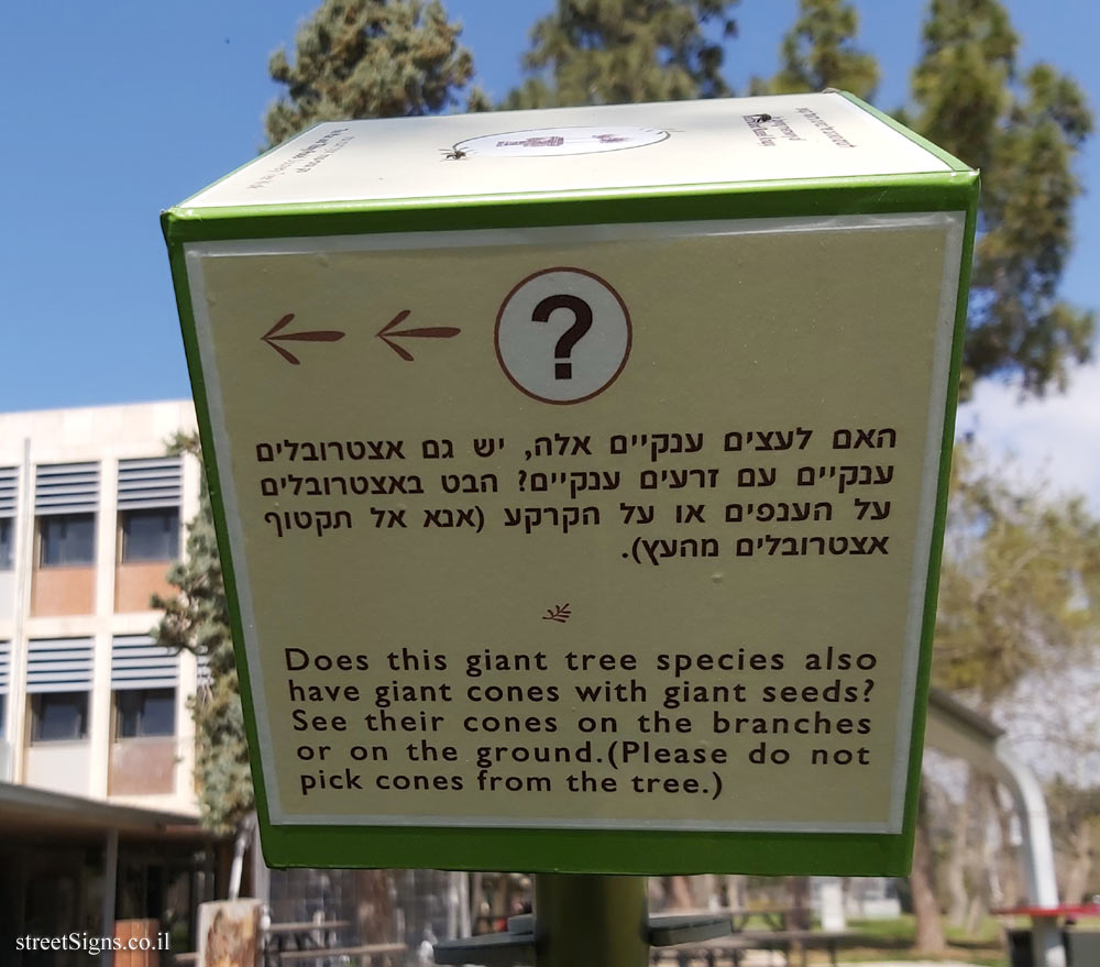 The Hebrew University of Jerusalem - Discovery Tree Walk - Coast Redwood- The third face