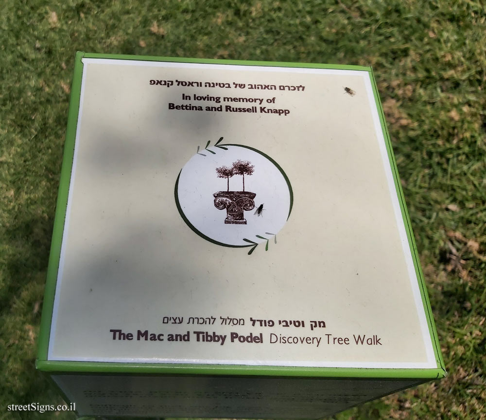 The Hebrew University of Jerusalem - Discovery Tree Walk - Coast Redwood- The top face