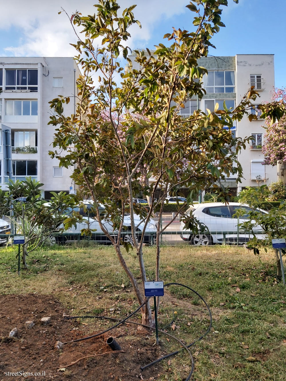 Tel Aviv Orchard - Red guava - Hayarkon Park, Tel Aviv, Israel