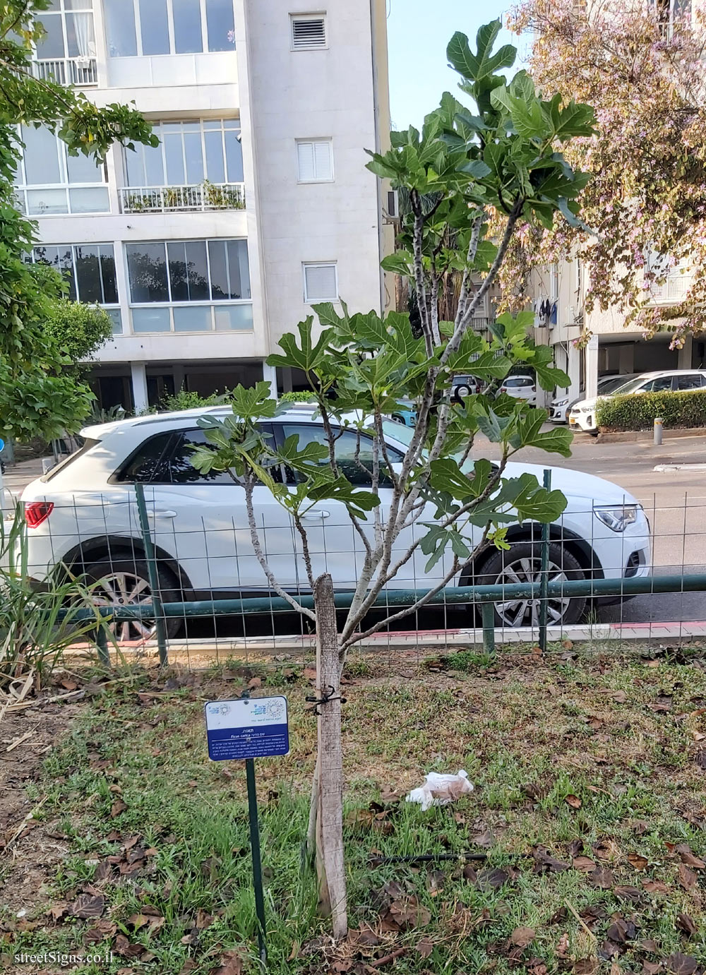 Tel Aviv Orchard - Common fig - Hayarkon Park, Tel Aviv, Israel