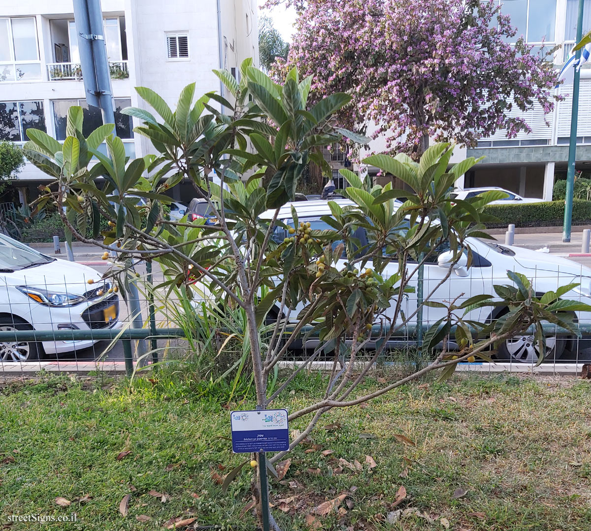 Tel Aviv Orchard - Loquat - Hayarkon Park, Tel Aviv, Israel