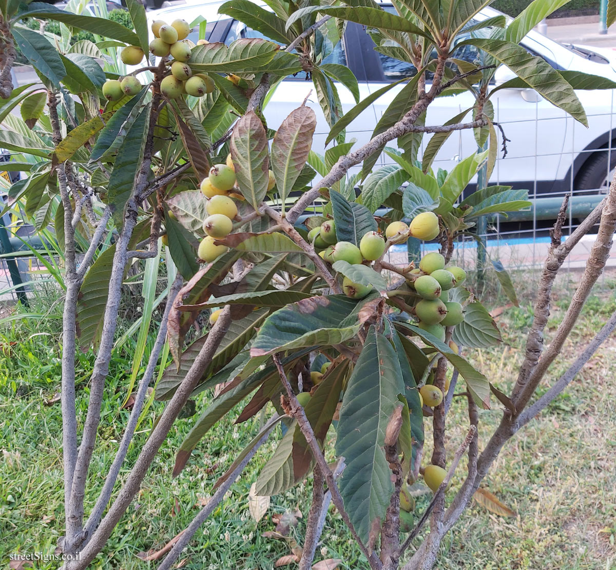 Tel Aviv Orchard - Loquat - Hayarkon Park, Tel Aviv, Israel