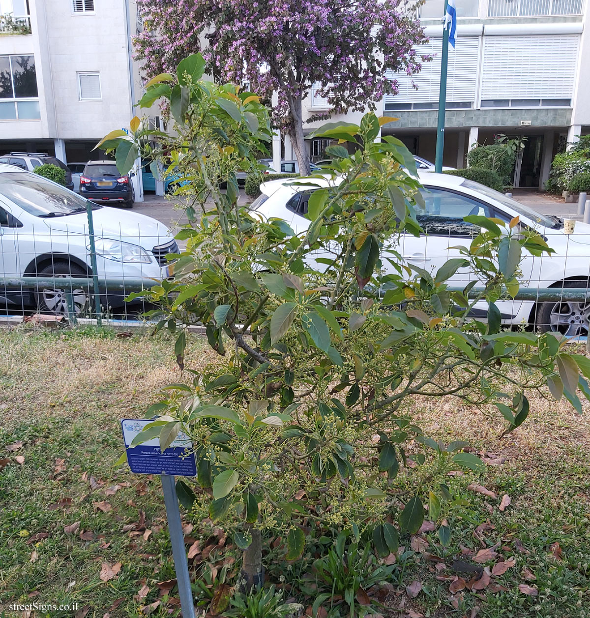 Tel Aviv Orchard - Avocado - Hayarkon Park, Tel Aviv, Israel