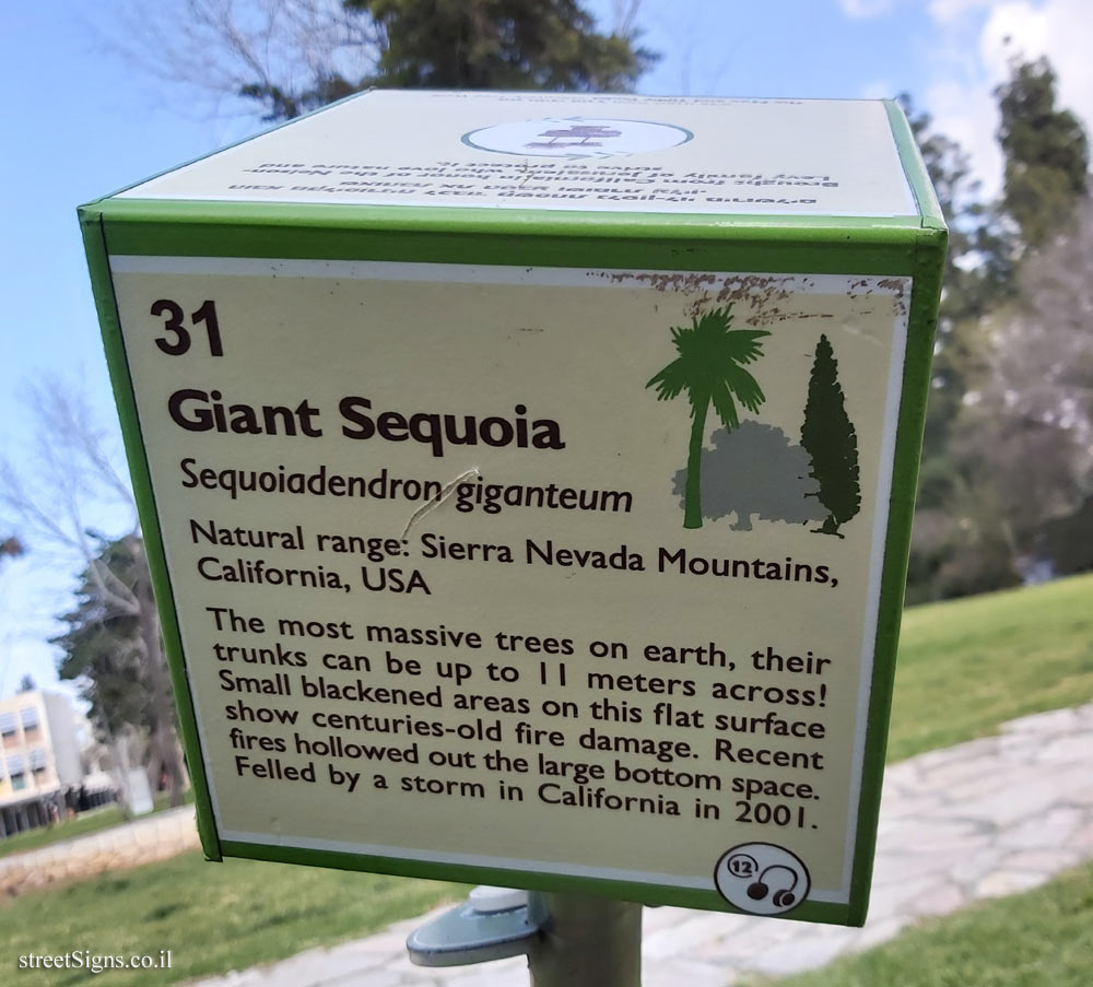 The Hebrew University of Jerusalem - Discovery Tree Walk - Giant Sequoia- The second face