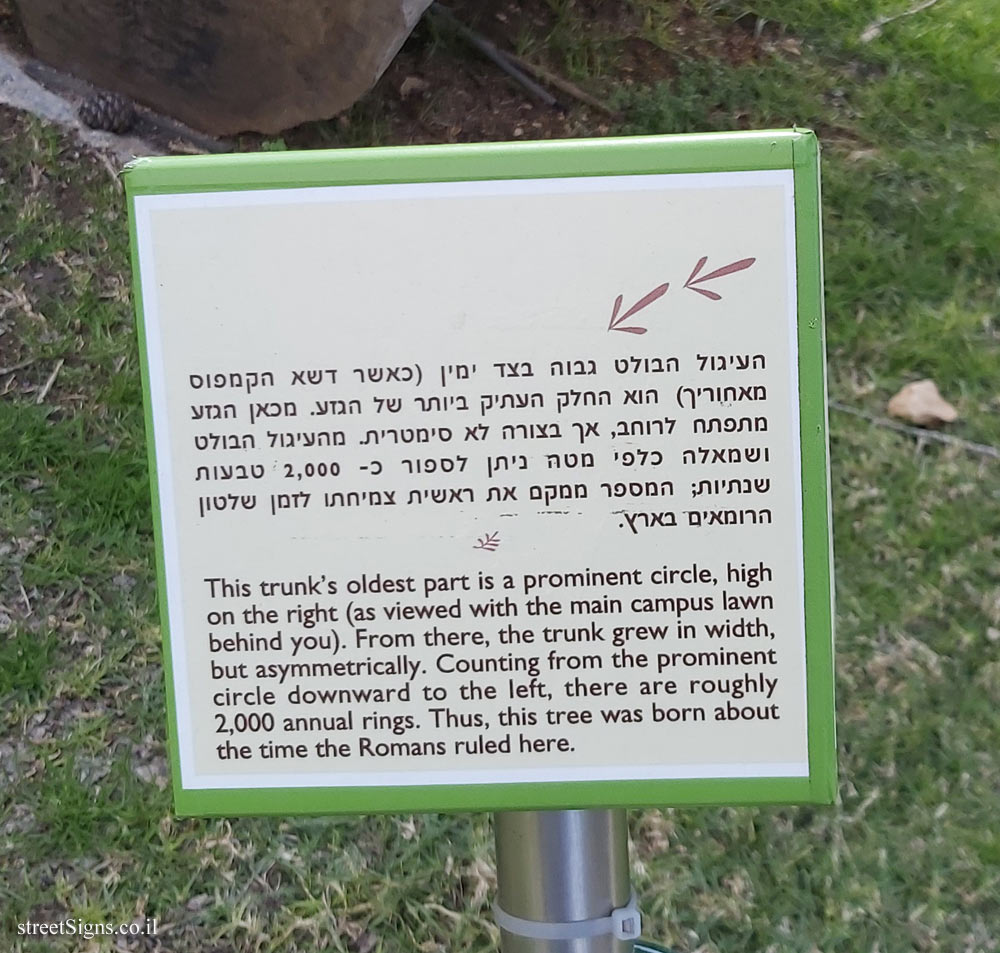 The Hebrew University of Jerusalem - Discovery Tree Walk - Giant Sequoia- The fourth face