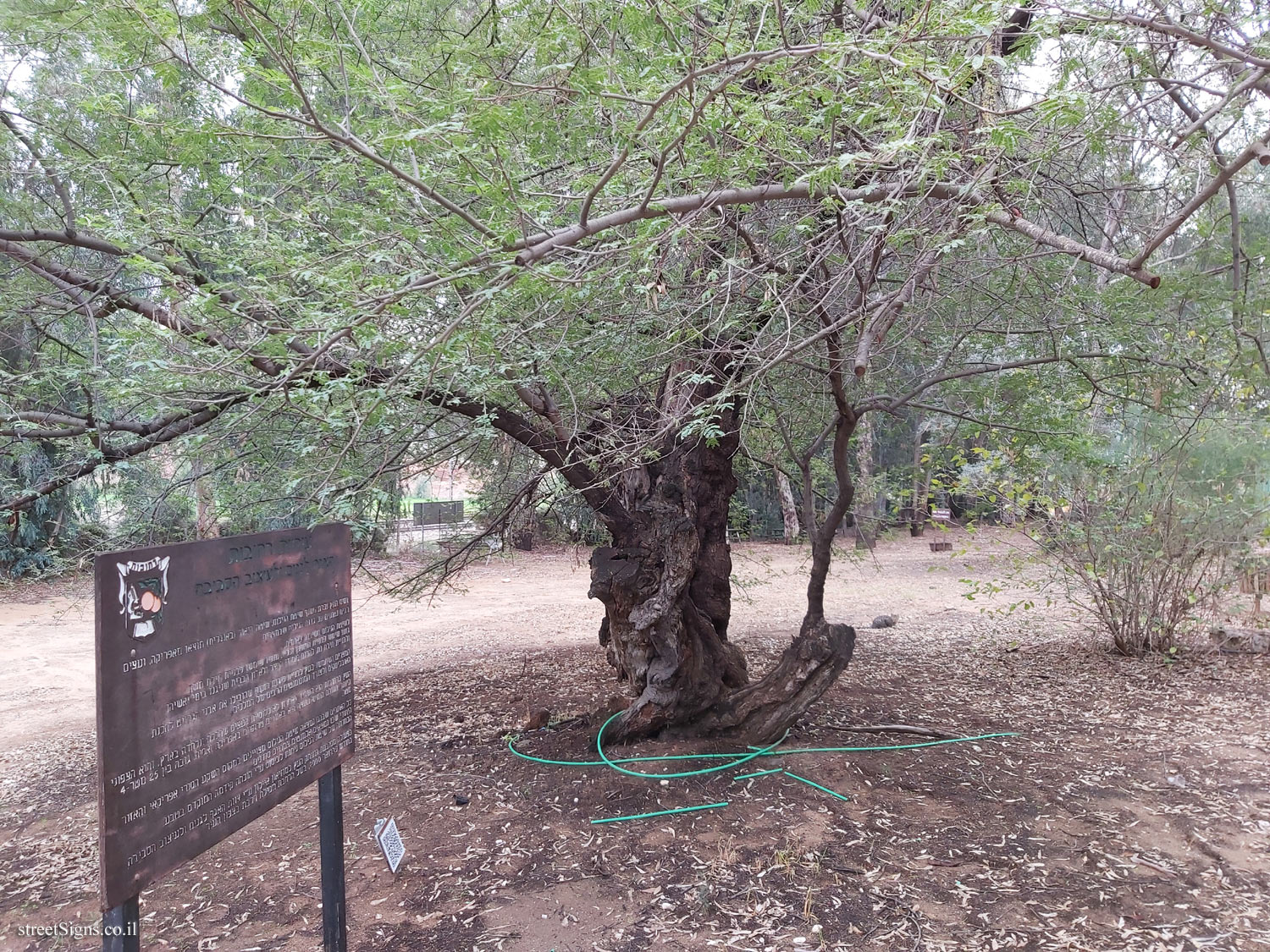 Rehovot - Egyptian acacia - David Fikes St 5, Rehovot, Israel