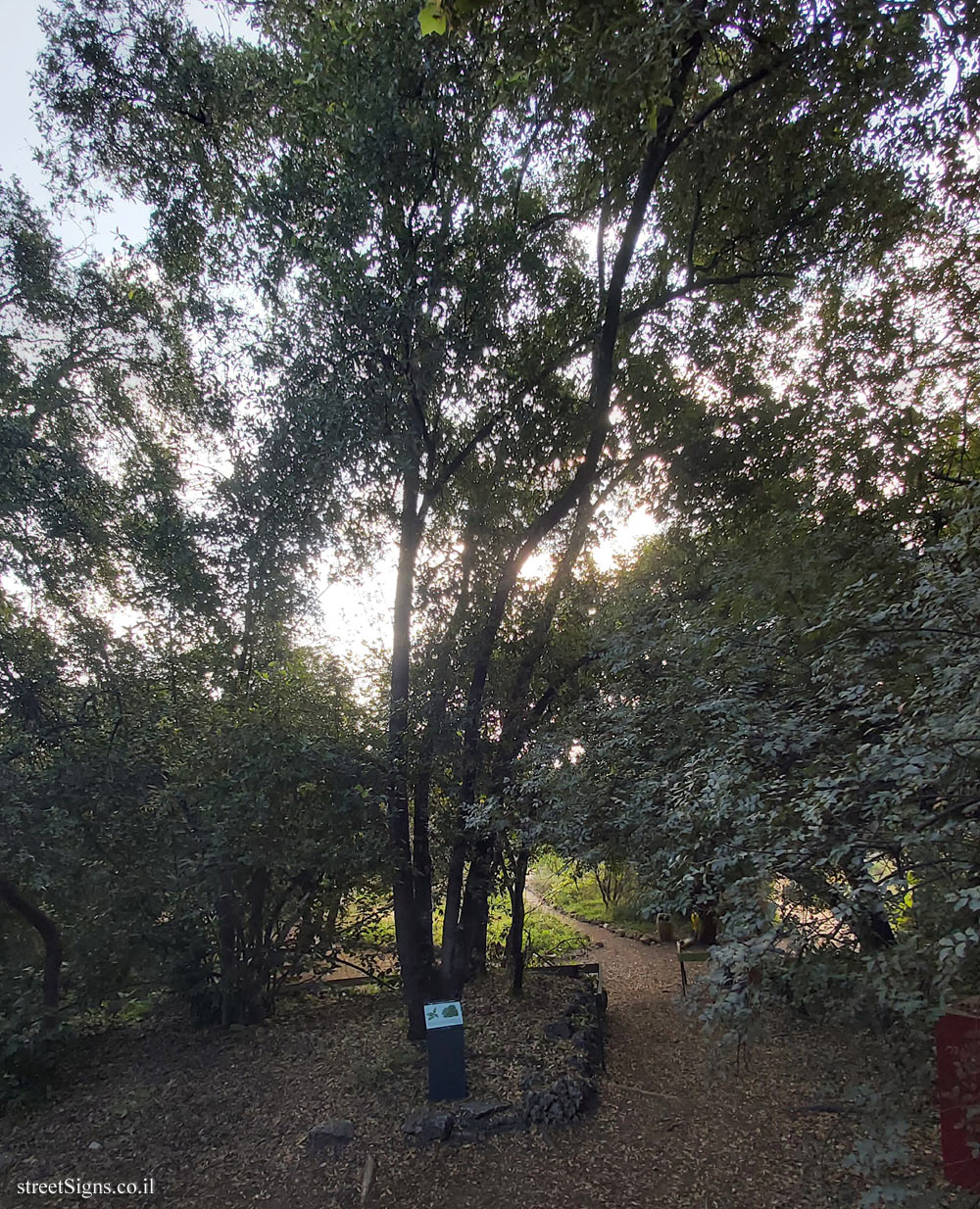 Tel Aviv - Ecological Botanical Garden - Palestine oak - Herzl St 157, Tel Aviv-Yafo, Israel