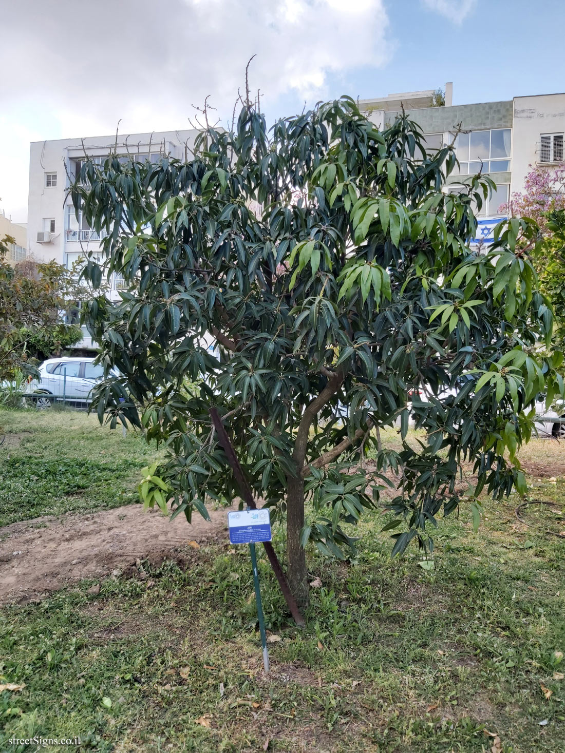 Tel Aviv Orchard - Mango - Hayarkon Park, Tel Aviv, Israel