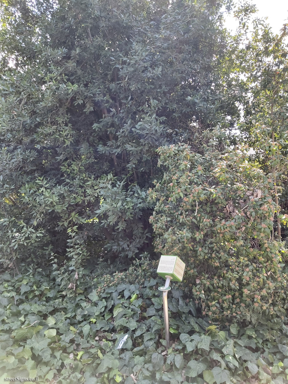 The Hebrew University of Jerusalem - Discovery Tree Walk - Laurustinus - Safra Campus