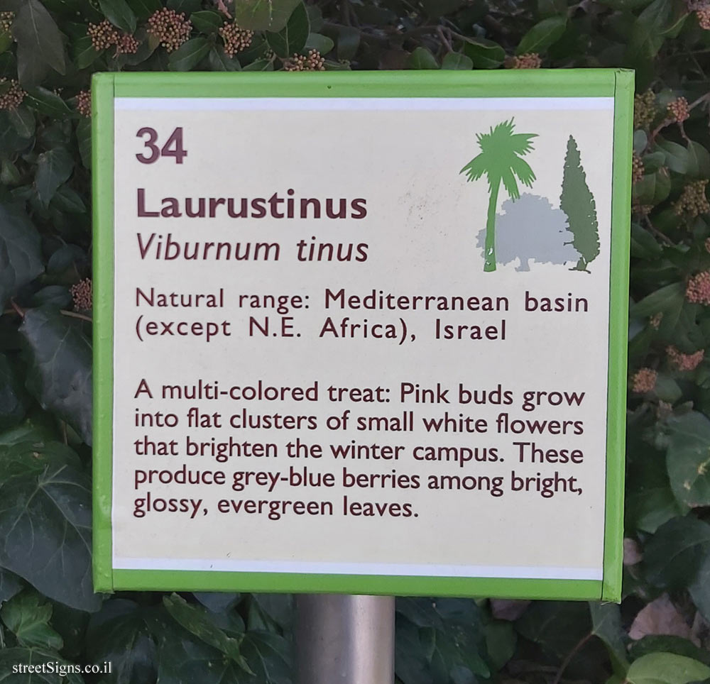 The Hebrew University of Jerusalem - Discovery Tree Walk - Laurustinus - The second face