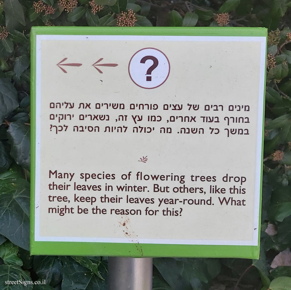 The Hebrew University of Jerusalem - Discovery Tree Walk - Laurustinus - The third face
