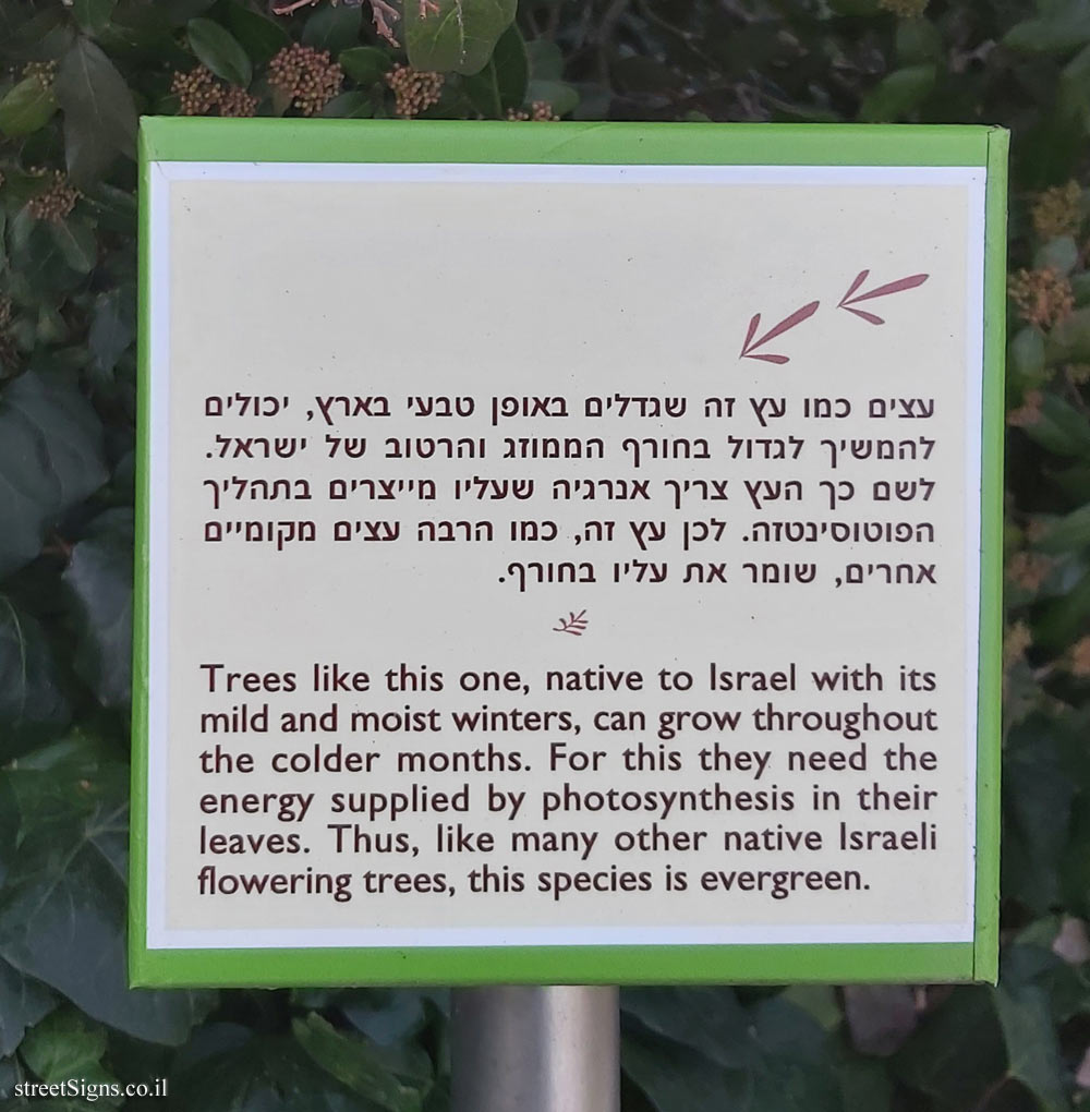 The Hebrew University of Jerusalem - Discovery Tree Walk - Laurustinus - The fourth face