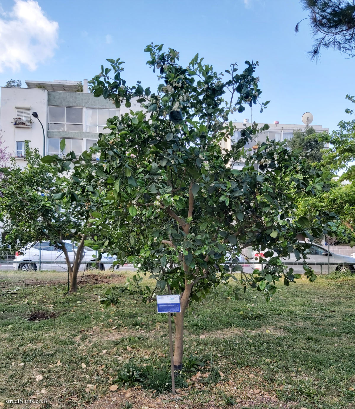 Tel Aviv Orchard - Oroblanco - Hayarkon Park, Tel Aviv, Israel