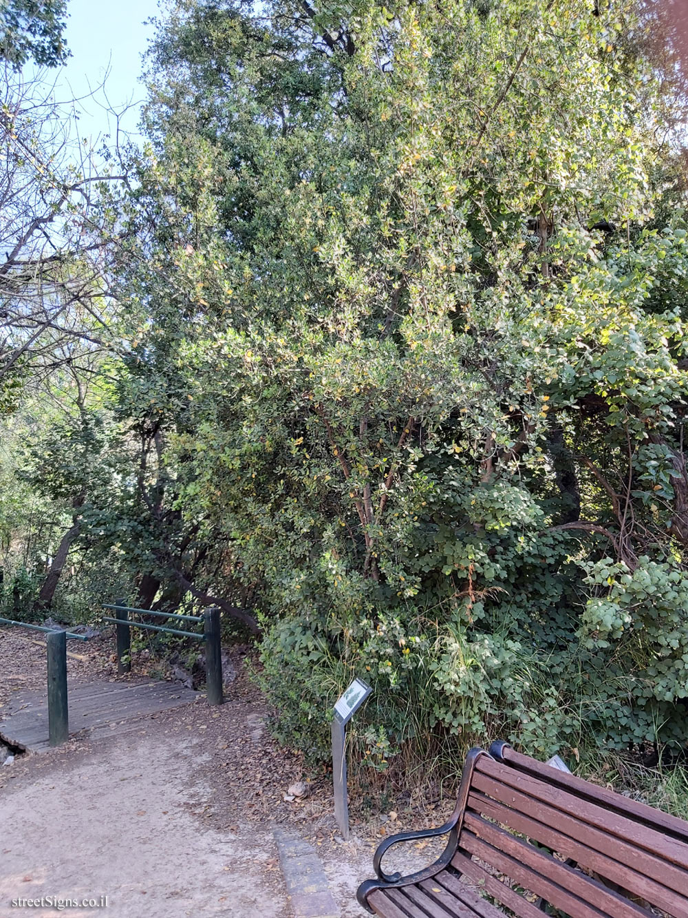 Tel Aviv - Ecological Botanical Garden - Mediterranean buckthorn - Herzl St 157, Tel Aviv-Yafo, Israel