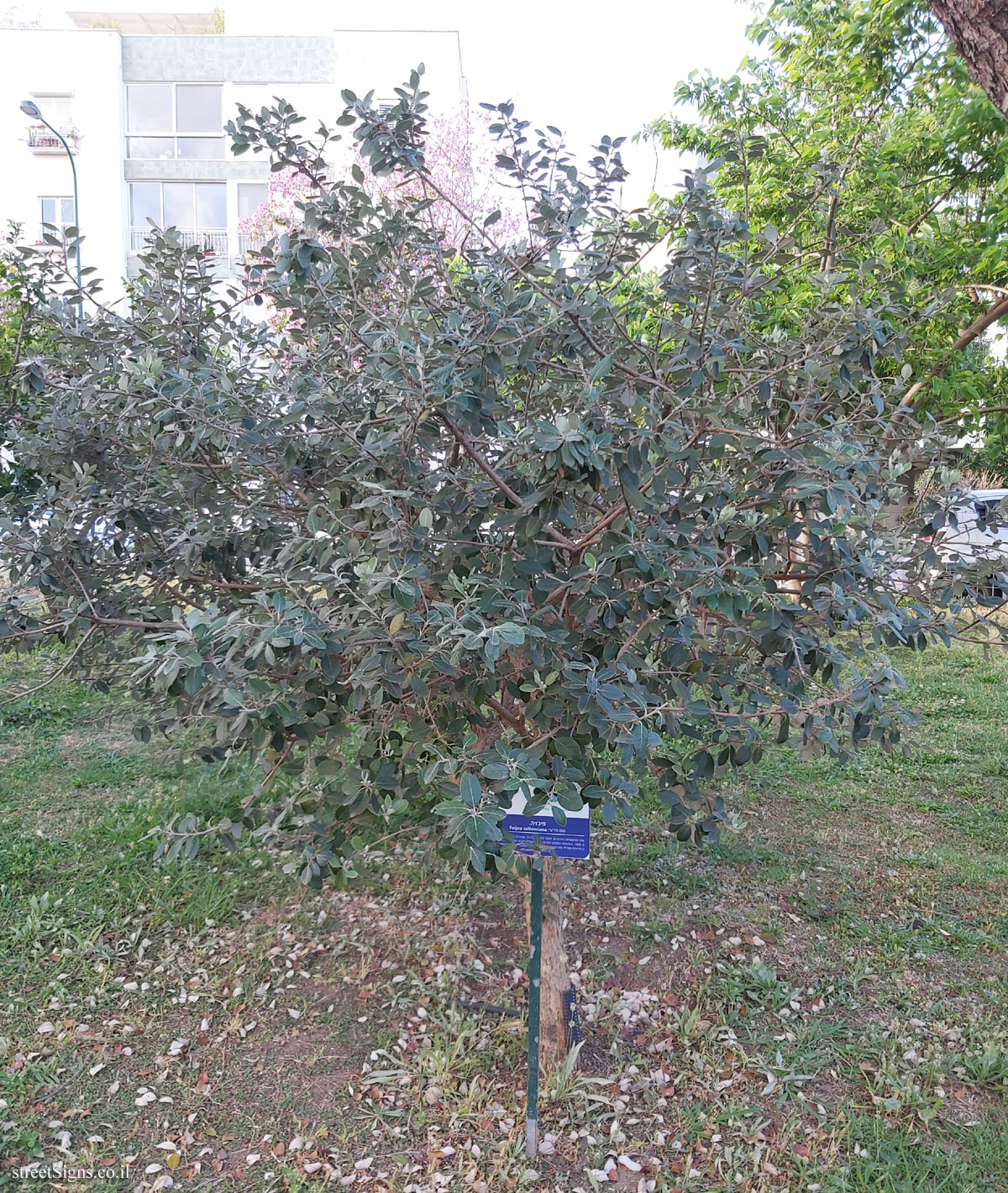 Tel Aviv Orchard - Feijoa - Hayarkon Park, Tel Aviv, Israel