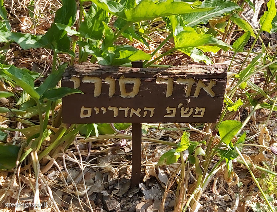 Tel Aviv - Ecological Botanical Garden - Syrian maple - Herzl St 157, Tel Aviv-Yafo, Israel