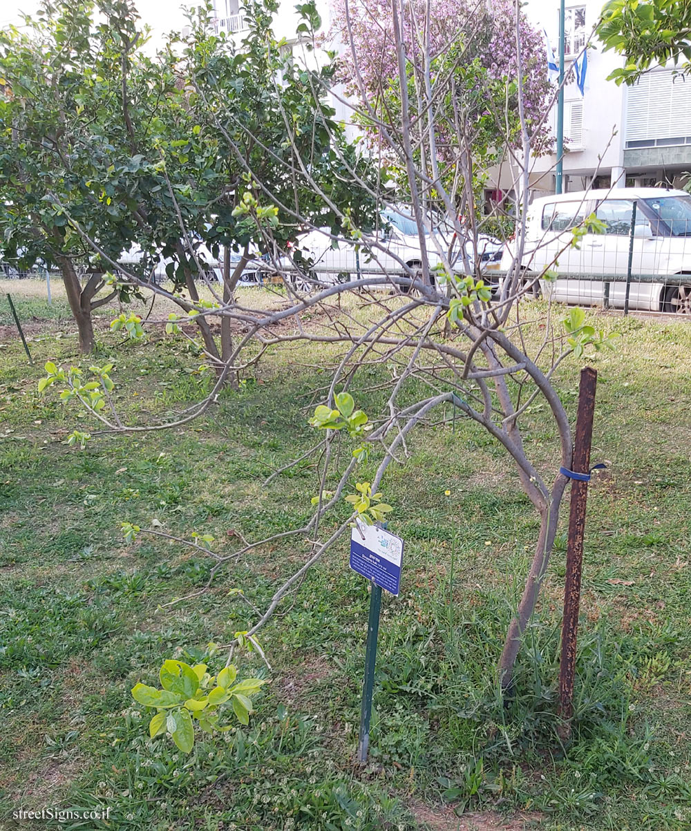 Tel Aviv Orchard - Oriental persimmon - Hayarkon Park, Tel Aviv, Israel