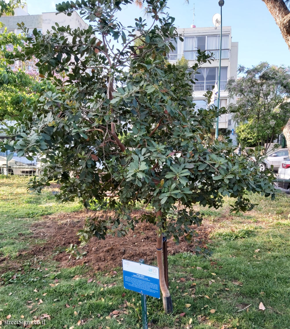 Tel Aviv Orchard - Strawberry guava - Hayarkon Park, Tel Aviv, Israel