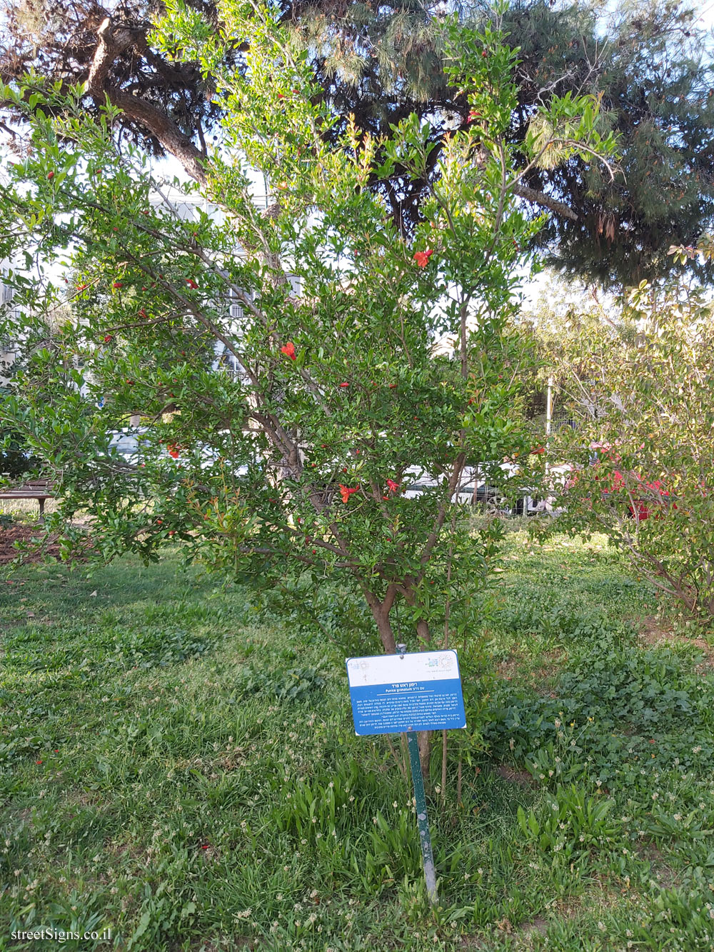 Tel Aviv Orchard - Pomegranate (Mule head) - Bnei Dan St 8, Tel Aviv-Yafo, Israel